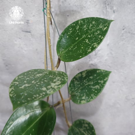 在庫ラスト　レア　ホヤ アルゲンティア プリンセス サクララン　美株　小苗 ホヤ アルゲンティア プリンセス - メルカリ