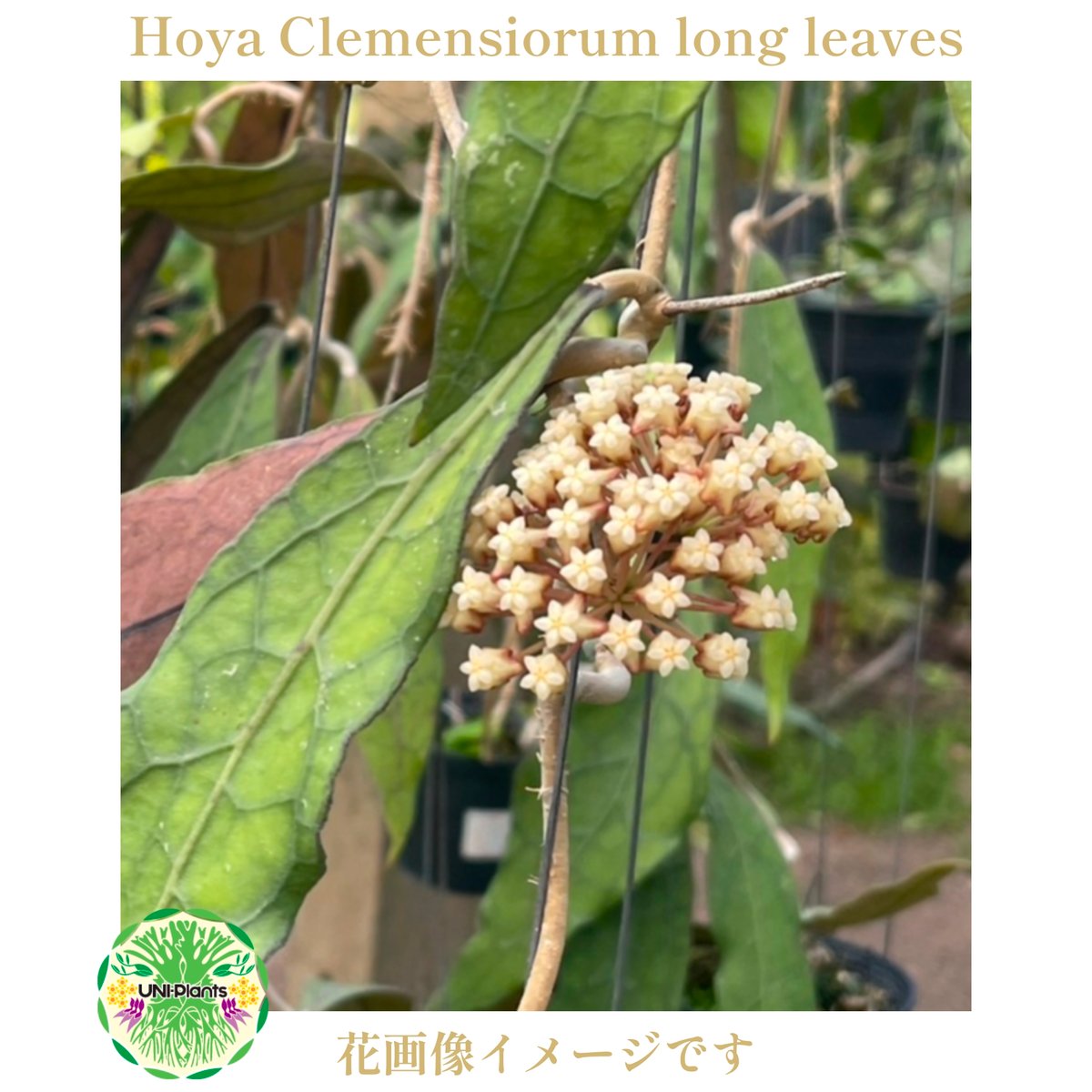 限定1株入荷 Hoya Clemensiorum long leaves ホヤ クレメンシオ