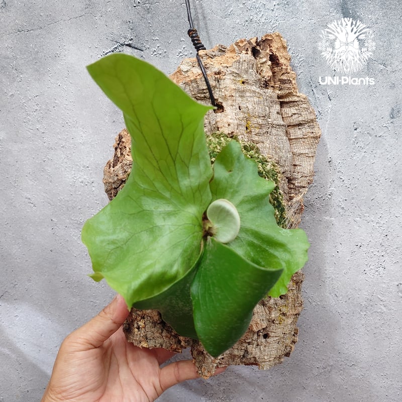 Platycerium Neptune (pup) ビカクシダ ネプチューン ビカクシダエレ