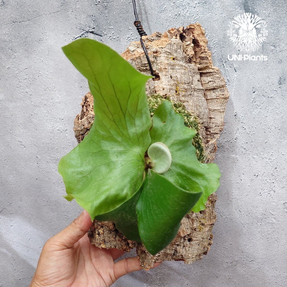Platycerium Neptune (pup) ビカクシダ ネプチューン ビカクシダエレ