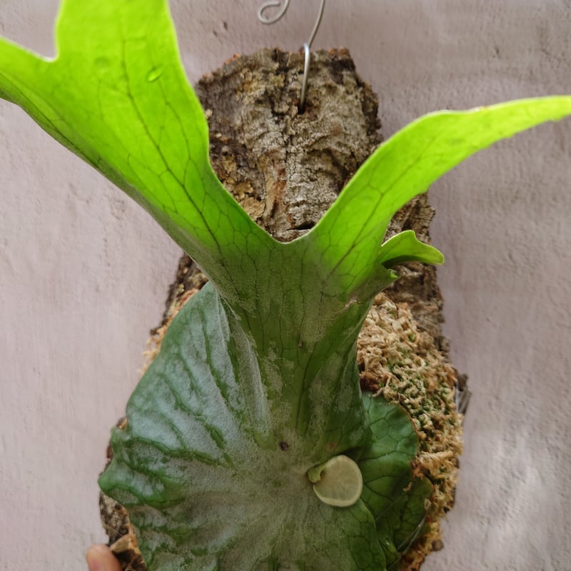 ゲリラ値下げ特大ビカクシダ グランデ板付 コウモリラン ゲリラ