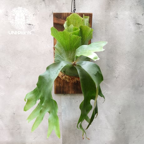 Platycerium hillii×wandae ビカクシダ ヒリー×ワンダエ コウモリラン Platycerium シダ植物 ビカクシダ着生コルク付け