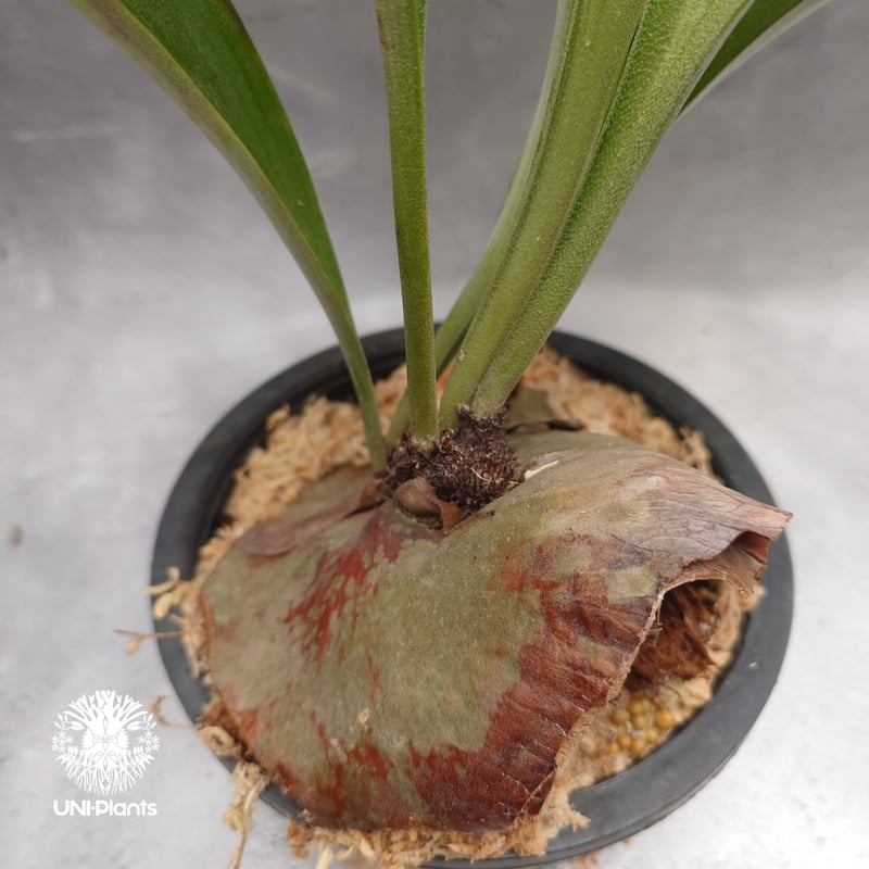Platycerium alcicorne var.Madagascar ビカクシダ アルシコ