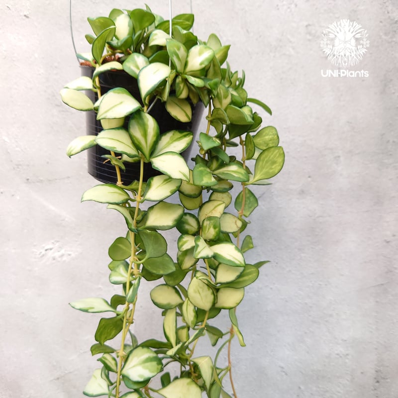 ホヤ ヘウスケリアナ バリエガータ Hoya Heuschkeliana variegata