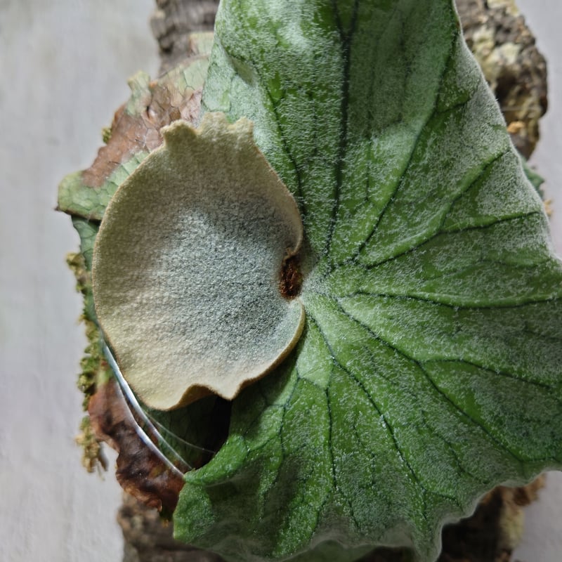 ビカクシダ グランデ Platycerium grande 森の王冠 ビカクシダ グランデ Platycerium grande コウモリラン