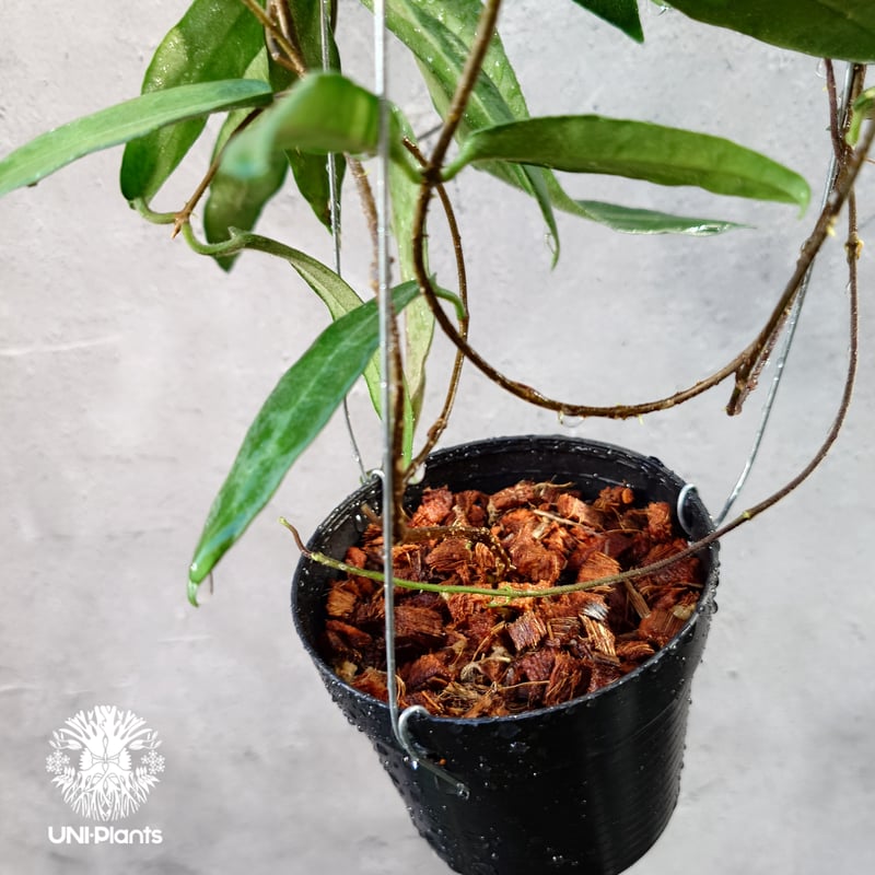 Hoya Hypolasia ホヤ ヒポラシア ホヤ植物 ホヤの花 希少な植物 Hoyapla