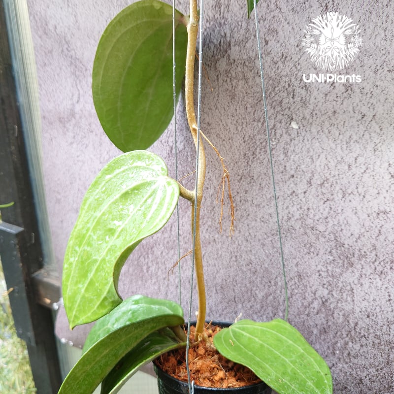 Hoya Latiforia ホヤ ラティフォリア とても大ぶり! ホヤ 植物 ホヤの花 ...