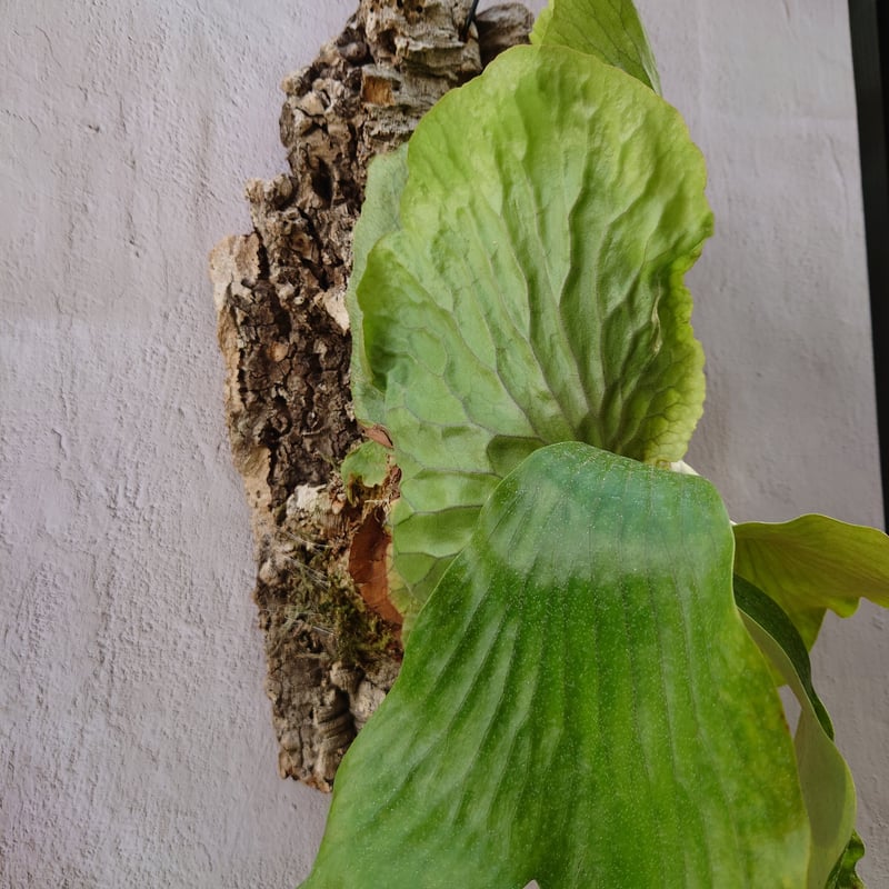 ビカクシダ エラワン Platycerium erawan 子株つき コウモリラン ビカクシダ エラワン Platycerium erawan 子株つき コウモリラン