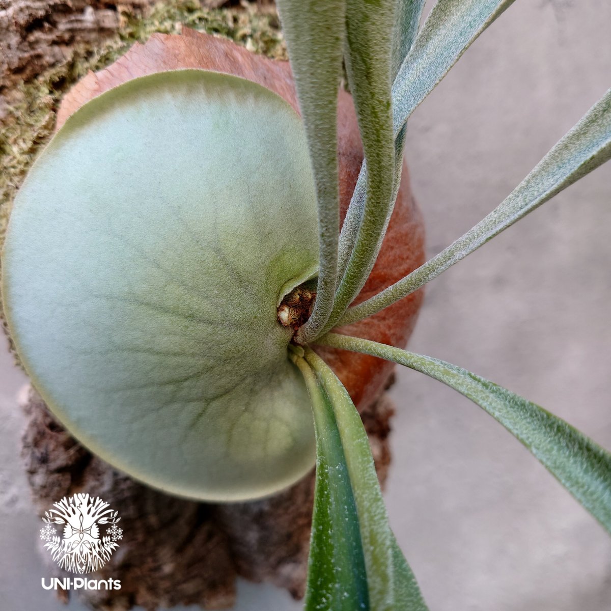 ビカクシダ ビフルカツム Platycerium bifurcatum コウモリラン ビカクシダ ビフルカツム Platycerium bifurcatum コウモリラン