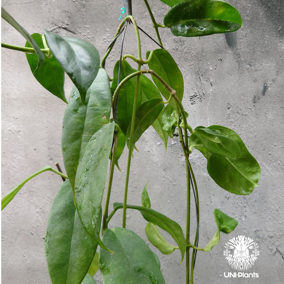 hoya cv joy 希少　レア品種 hoya cv joy 希少 レア品種 - メルカリ