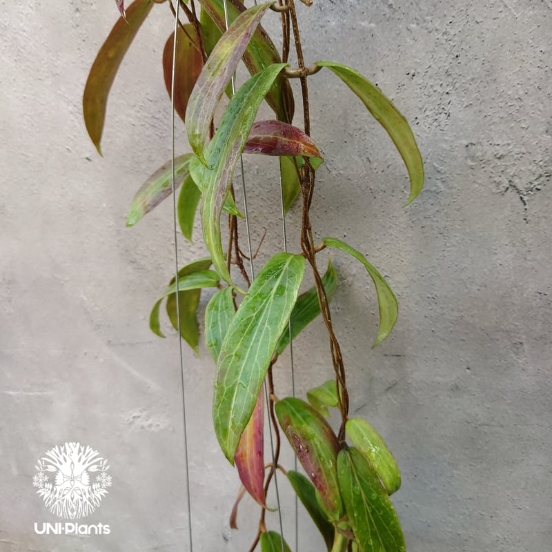 Hoya bordenii ホヤ ボルデニー 希少 ホヤ植物 ホヤの花 珍しい 希少な