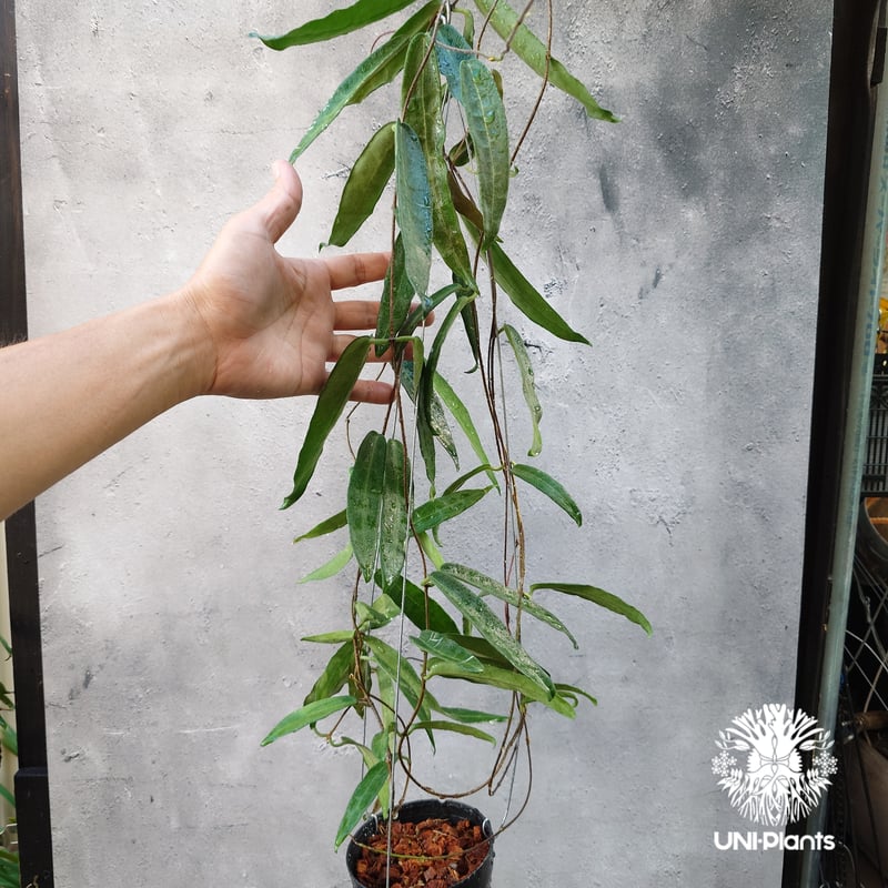 Hoya Hypolasia ホヤ ヒポラシア ホヤ植物 ホヤの花 希少な植物 Hoya Hypolasia ホヤ ヒポラシア ホヤ植物 ホヤの花 希少な植物