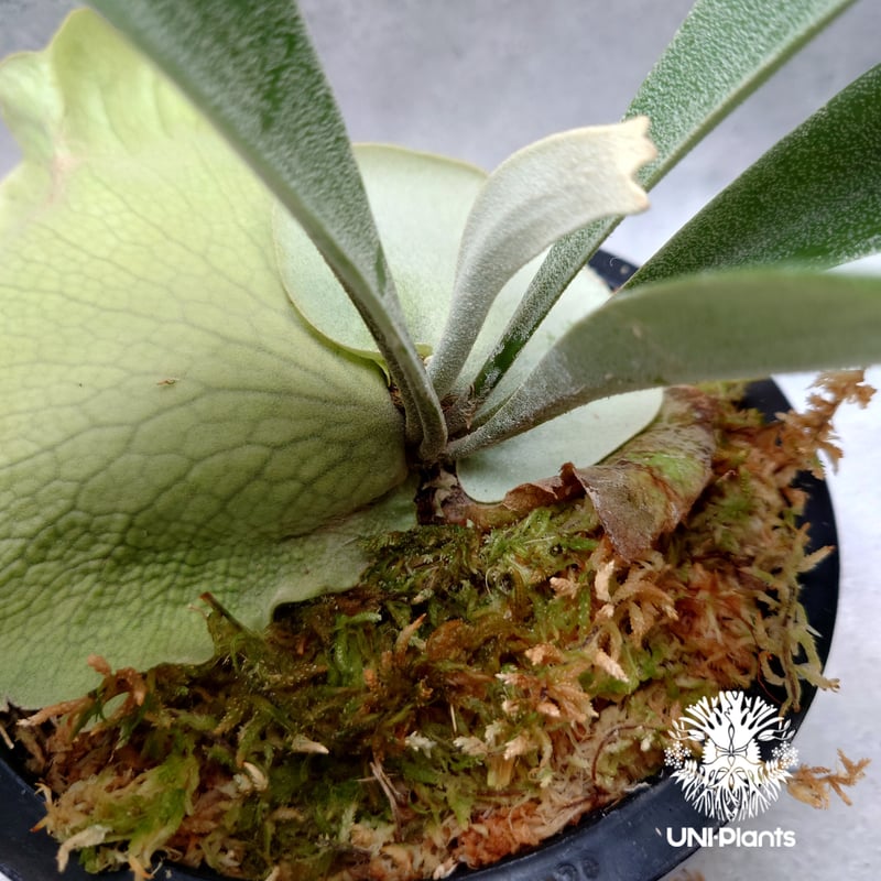 Platycerium Hanabi ビカクシダ コウモリラン platycerium sta