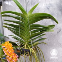 【タイ直輸入】着生ラン ペレイララ バンコク スター ｜珍品・希少ラン・蘭の花｜Perreiraara Bangkok Star