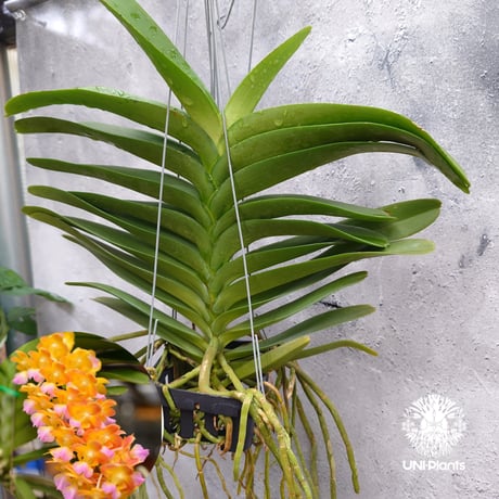 CATEGORY 着生ラン (Orchid) | UNI-Plants ビカクシダ、ホヤ植物、