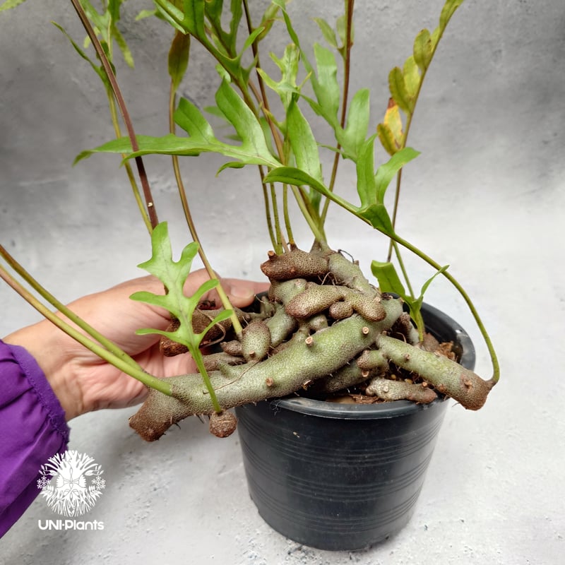 その他観葉植物 Lecanopteris KP9 fit=scale-down,w=1200