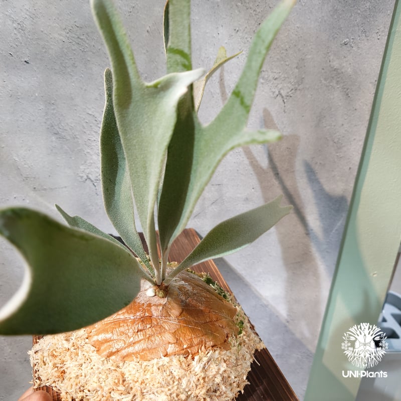 P.Andinum x P.Banna #A 現品 タイ直輸入・現地選抜】Platycerium Banna#A × P.Monkey nort ビカクシダ