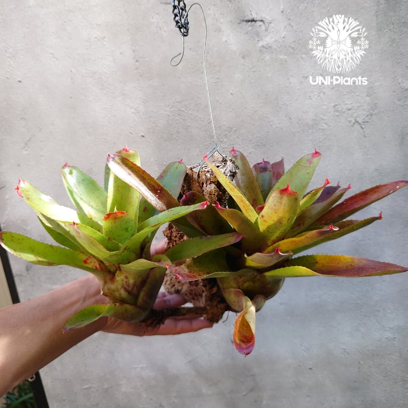 ネオレゲリア ハイブリッド Neoregelia hybrid ブロメリア科 ネオレゲリア ハイブリッド Neoregelia hybrid ブロメリア科