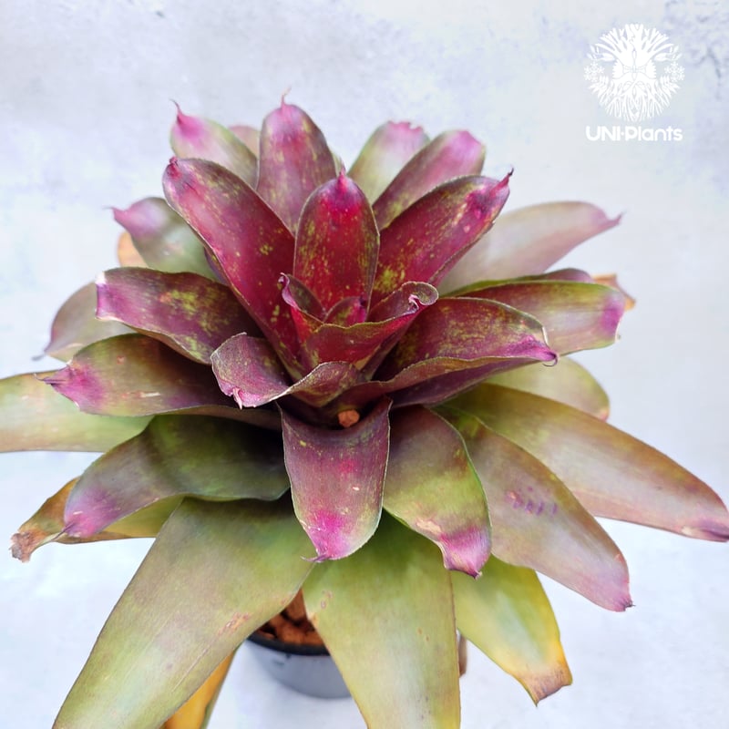 Neoregelia J.S.Red compact ネオレゲリア Neoregelia ブロ