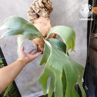 Platycerium willinckii wild East Java (pup) ビカク Platycerium willinckii wild East Java (pup) ビカク