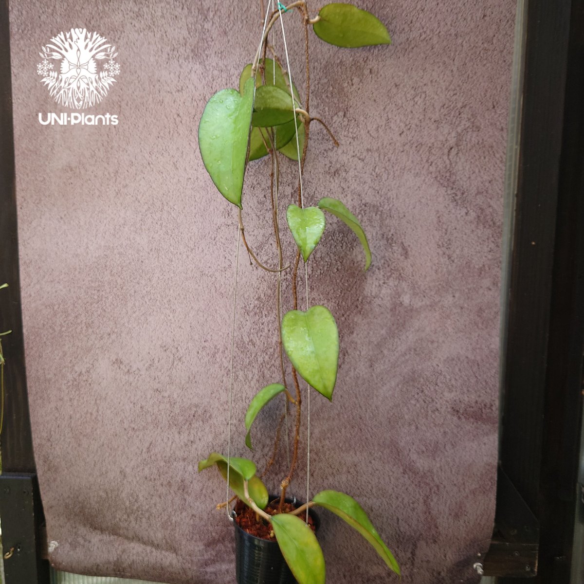 ホヤ フンギー ＊ Hoya fungii