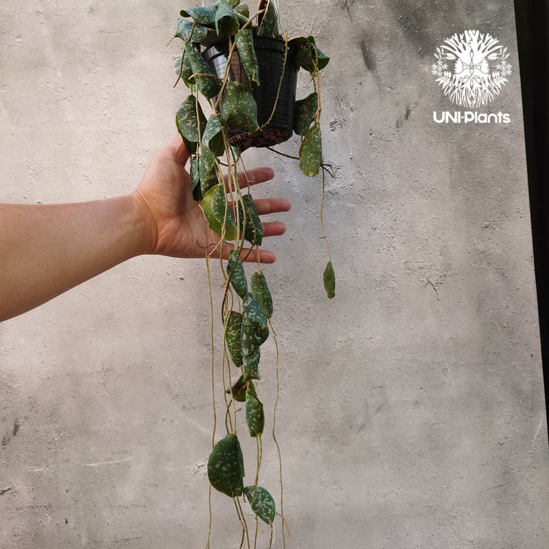 ロング ホヤ hoya レツーサ 超ロング 流木ハンギング ホヤ #レツーサ