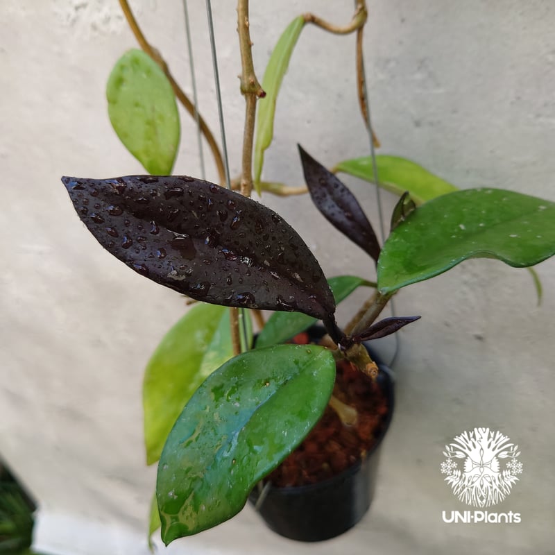 ホヤ プビカリクス ロイヤル ハワイアン パープル Hoya pubicalyx