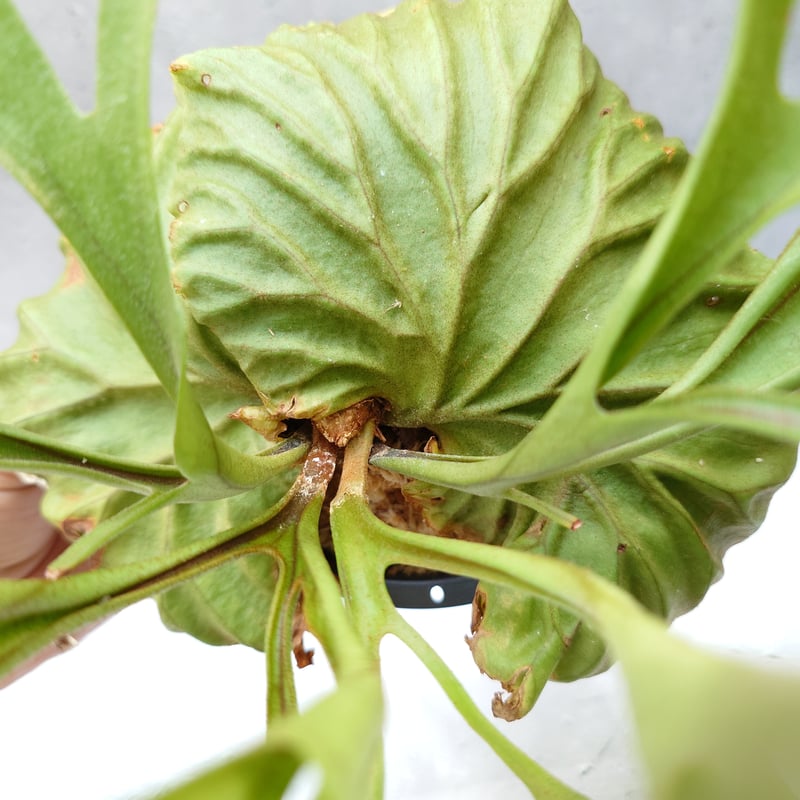 ビカクシダ リドレイ Platycerium Ridleyi コウモリラン