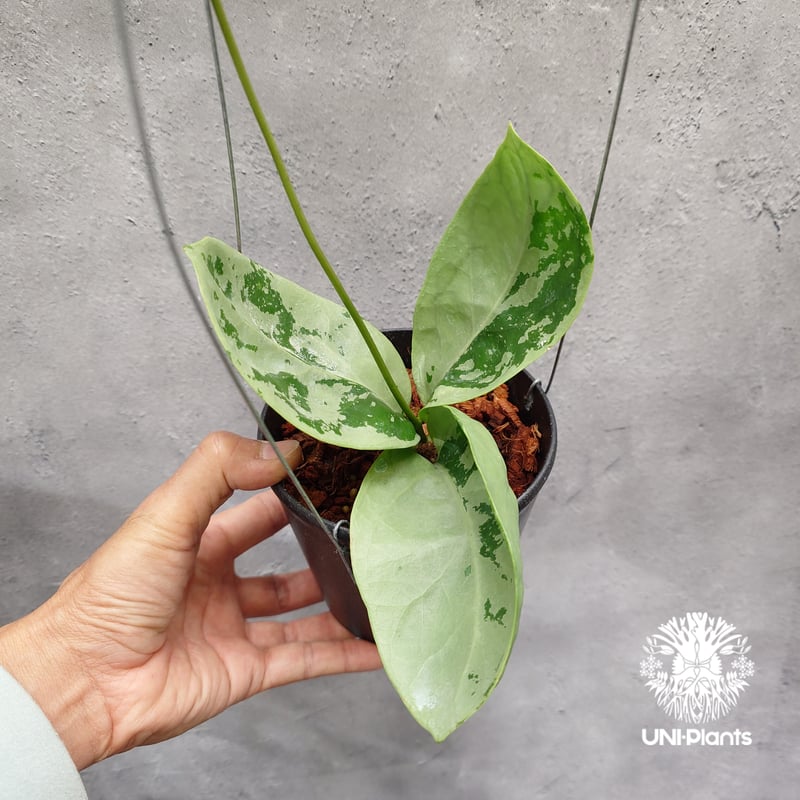 限定1株入荷 Hoya Nervosa jokul ホヤ 希少 ホヤ植物 ホヤの花 珍しい