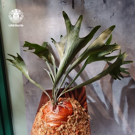 【国内繁殖株・一点物】Platycerium bifurcatum cv.'Majus | ビカクシダ マジュス | ビカクシダ板付け |  Platycerium