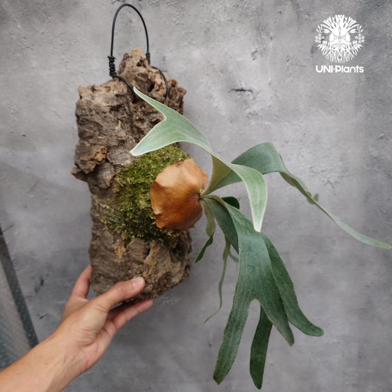 Platycerium Banna #A (pup) ビカクシダ バンナ #A (子株) ビカ