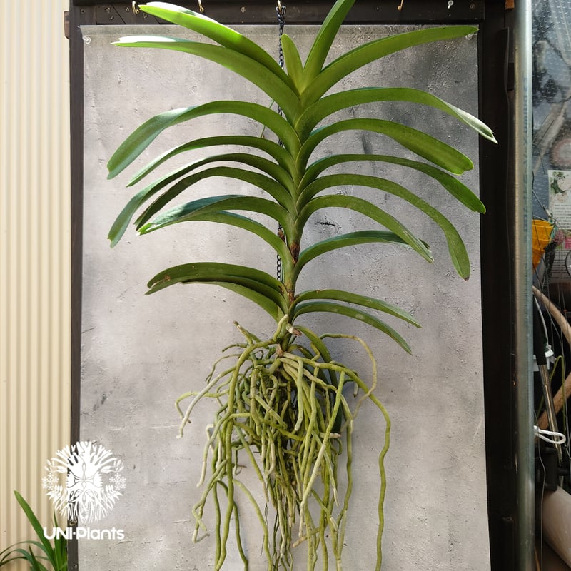 バンダ 洋蘭 Vanda orchid 大株 ラン 蘭 花が綺麗な洋ラン | UNI