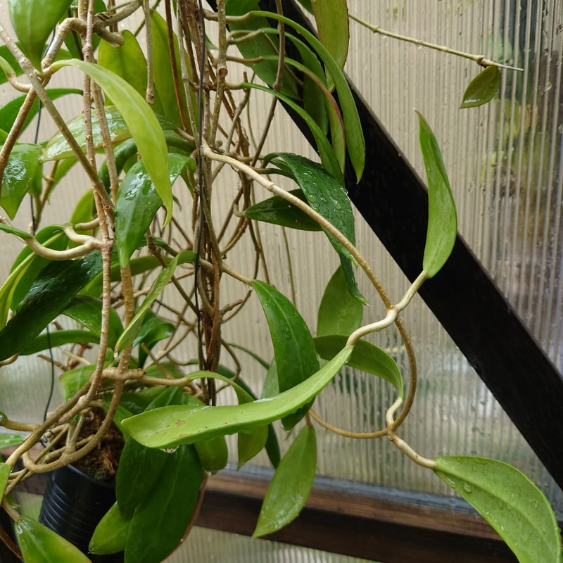 ホヤ　ミンドレンシス ホヤ ミンドレンシス 4品種販売開始 | UNI-Plants ビカクシダ
