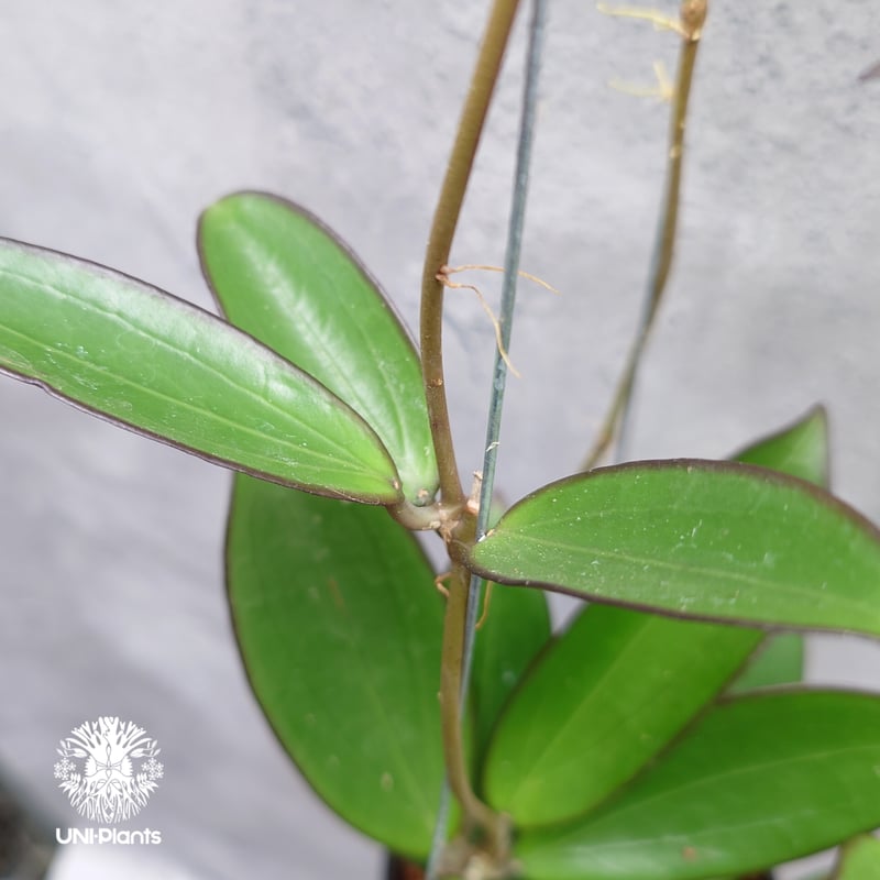 限定1株入荷 Hoya New hybrid Erythina x unknown ホヤ植物