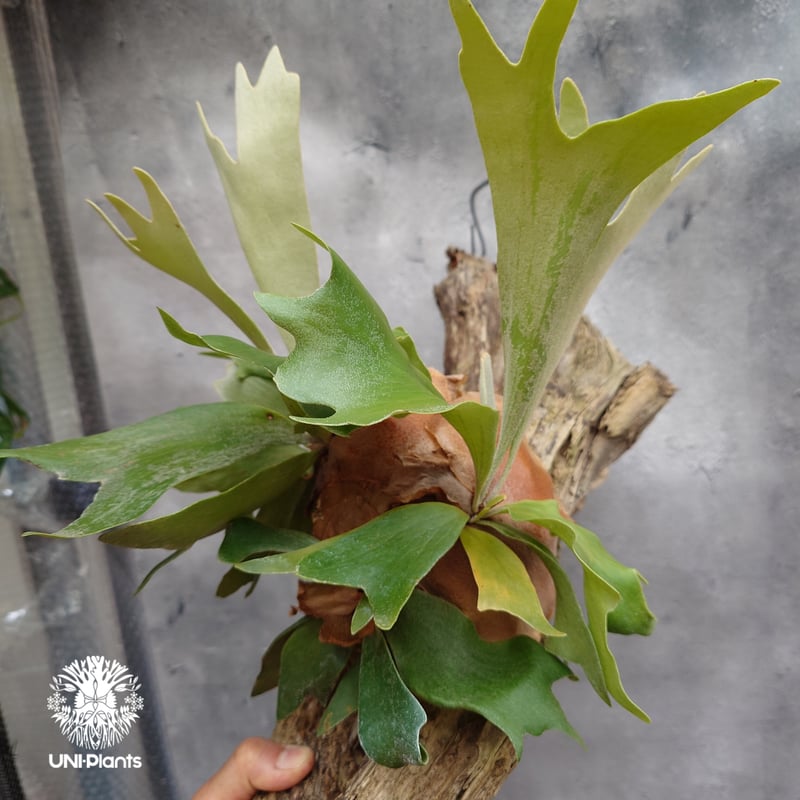 タイ由来 Number zero spore Selectビカクシダ Platycerium sp.(spore) ビカクシダ スポア ビカクシダ シダ植物 ビカ