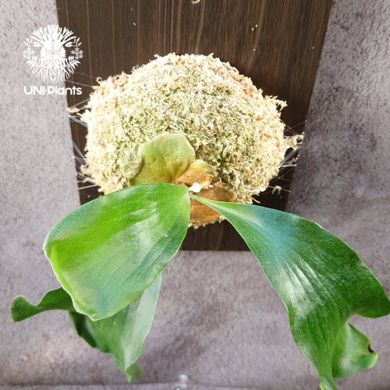 P,Hillii 　cv　Dragon　ヒーリードラゴン　株分け品　ビカクシダ ビカクシダ・ヒリー・ドラゴン Platycerium hillii cv.Dragon