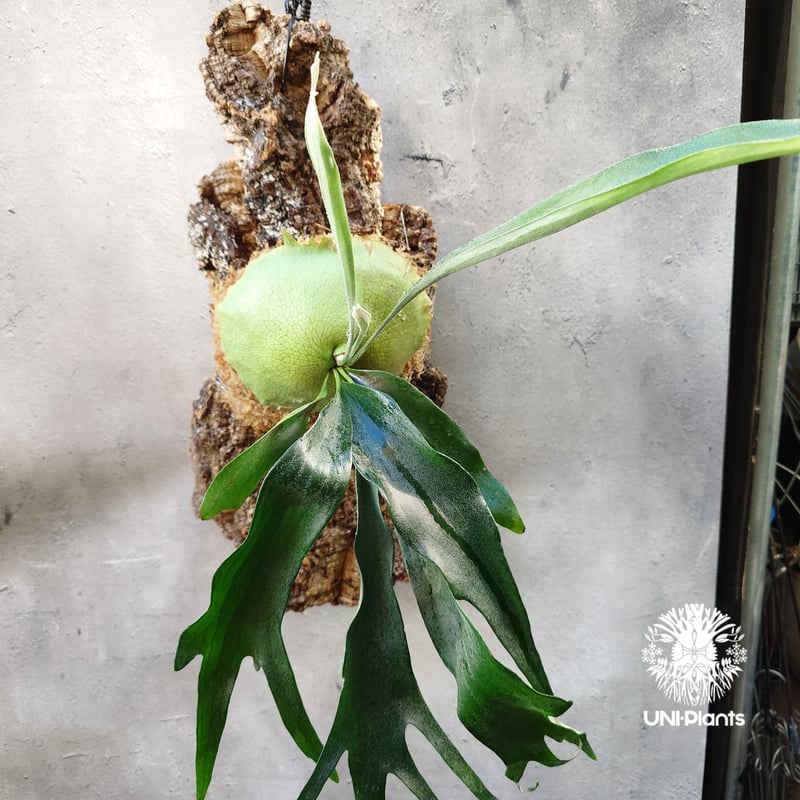 Platycerium Rydeen ビカクシダ ライディーン ビカクシダ