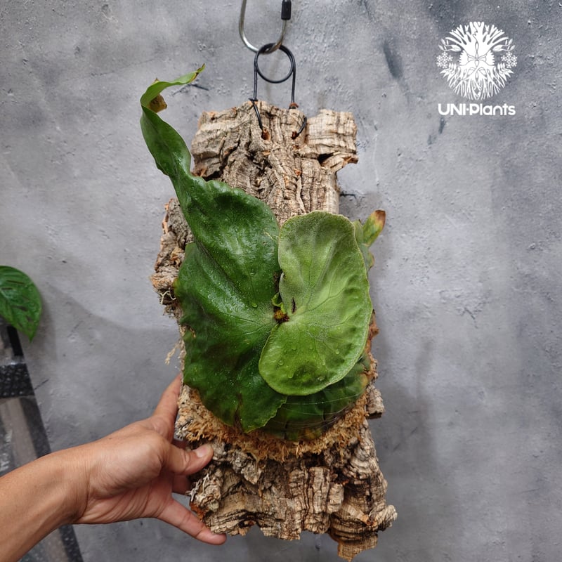 Platycerium grande ビカクシダ グランデ ビカクシダ原種 植物 シダ