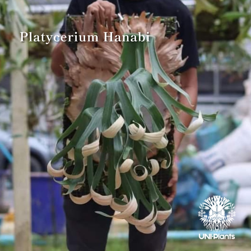 P.hanabi（ビカクシダ　ハナビ） Platycerium Hanabi ビカクシダ コウモリラン platycerium sta