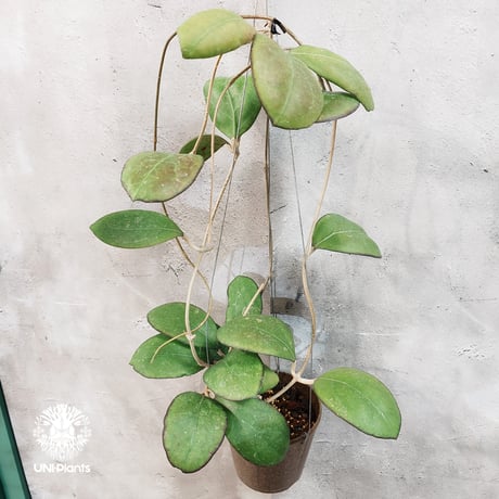 CATEGORY ホヤ植物 (Hoya) | UNI-Plants ビカクシダ、ホヤ植物、着生
