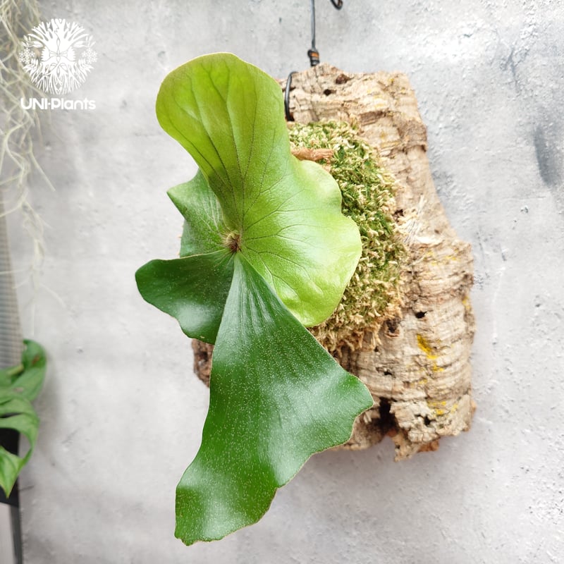 ビカクシダ エレファントティス Platycerium elephantotis ビカクシダ原