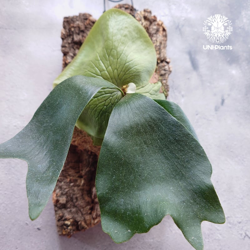 ビカクシダ　Platycerium Hillii HD-1 OC 板付 ビカクシダ Platycerium Hillii HD-1 OC 板付
