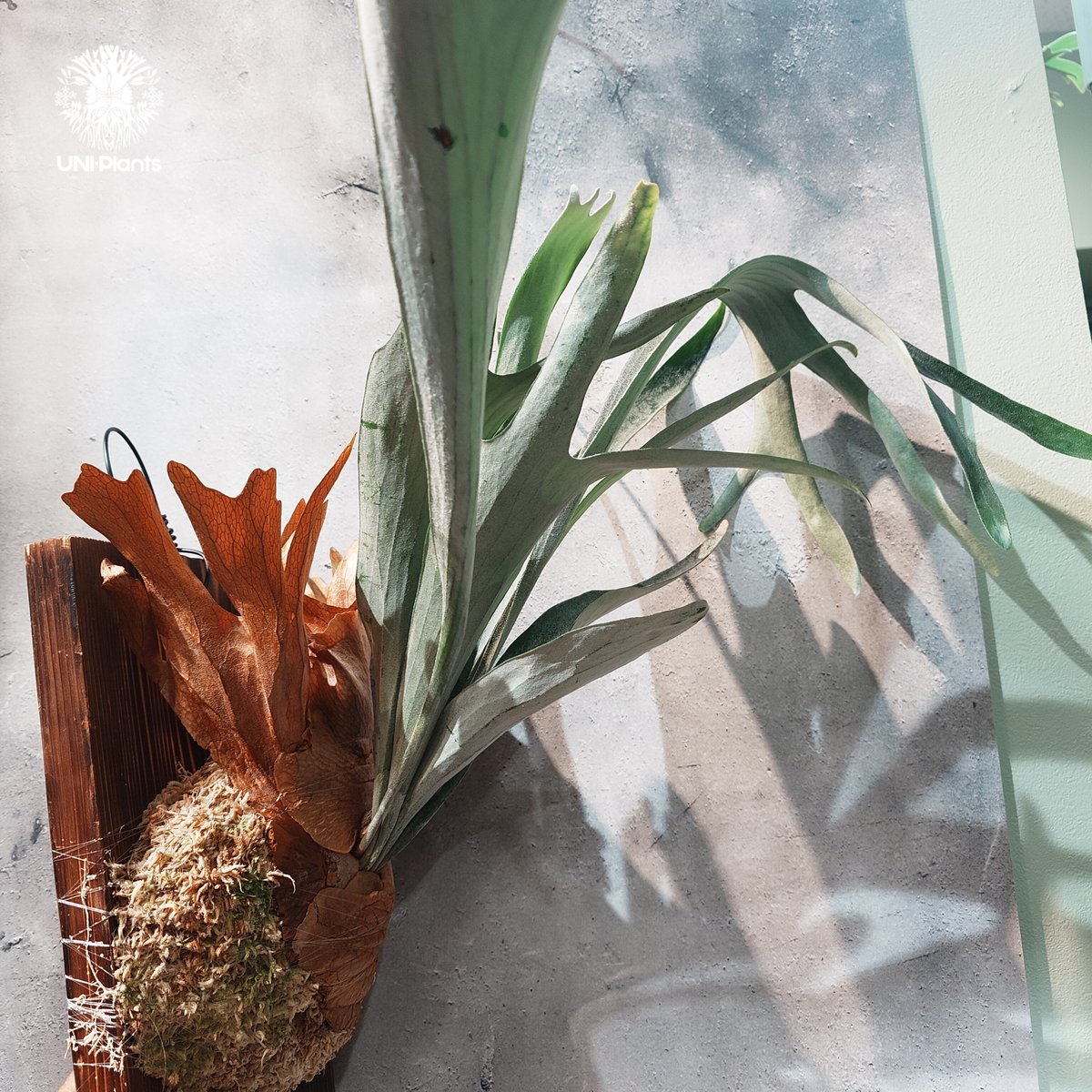 ビカクシダ MtLewis narrowLeaf PUP2 ビカクシダ MtLewis narrowLeaf