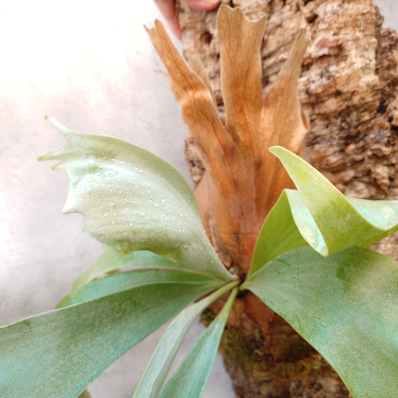 a-na　ビカクシダ 楽天市場】(現品) ビカクシダ 'ハクナマタタ' (TC) (No.41154