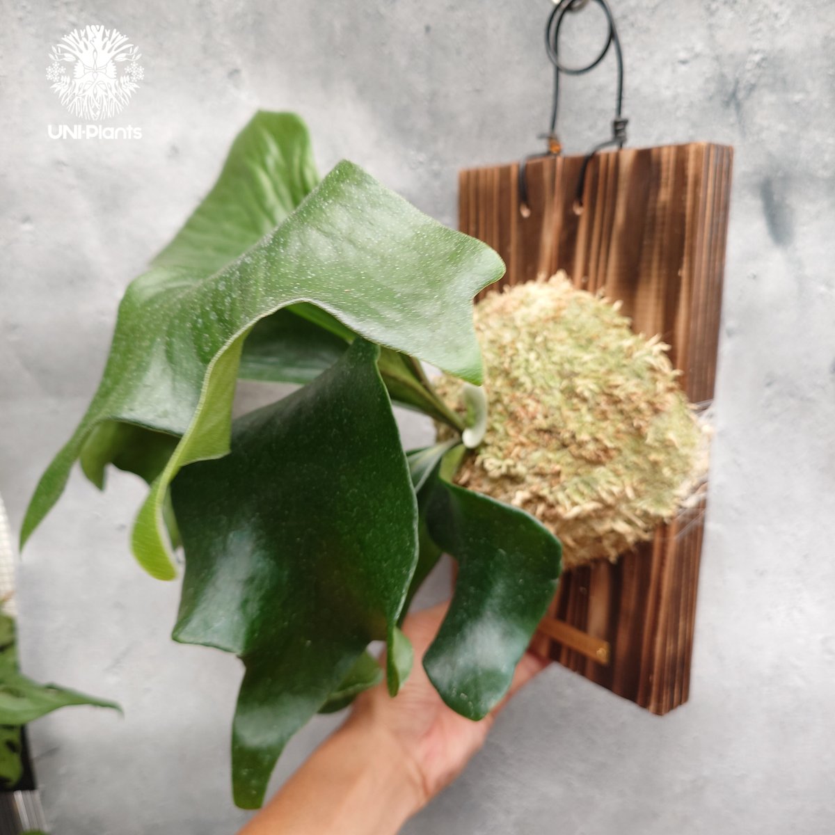 Hillii dwarf&curl 胞子 Hillii dwarf&curl 胞子