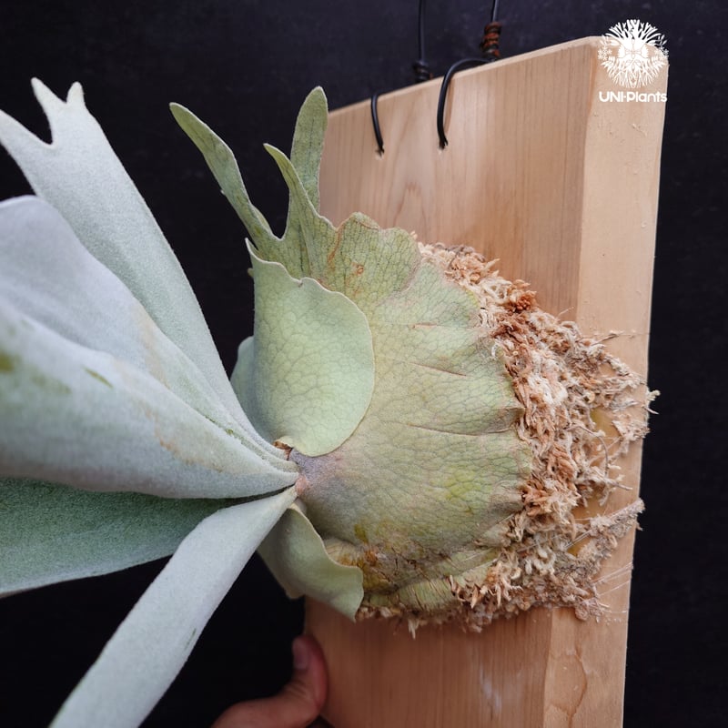 Patycerium veitchii cv. Silver frond ビカクシダ ベイチー