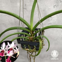 【タイ直輸入・希少】着生ラン ホルコグロッサム キンバリアナム × リンコスティリス ギガンテア｜Holcoglossum kimballianum x Rhynchostylis gigantea