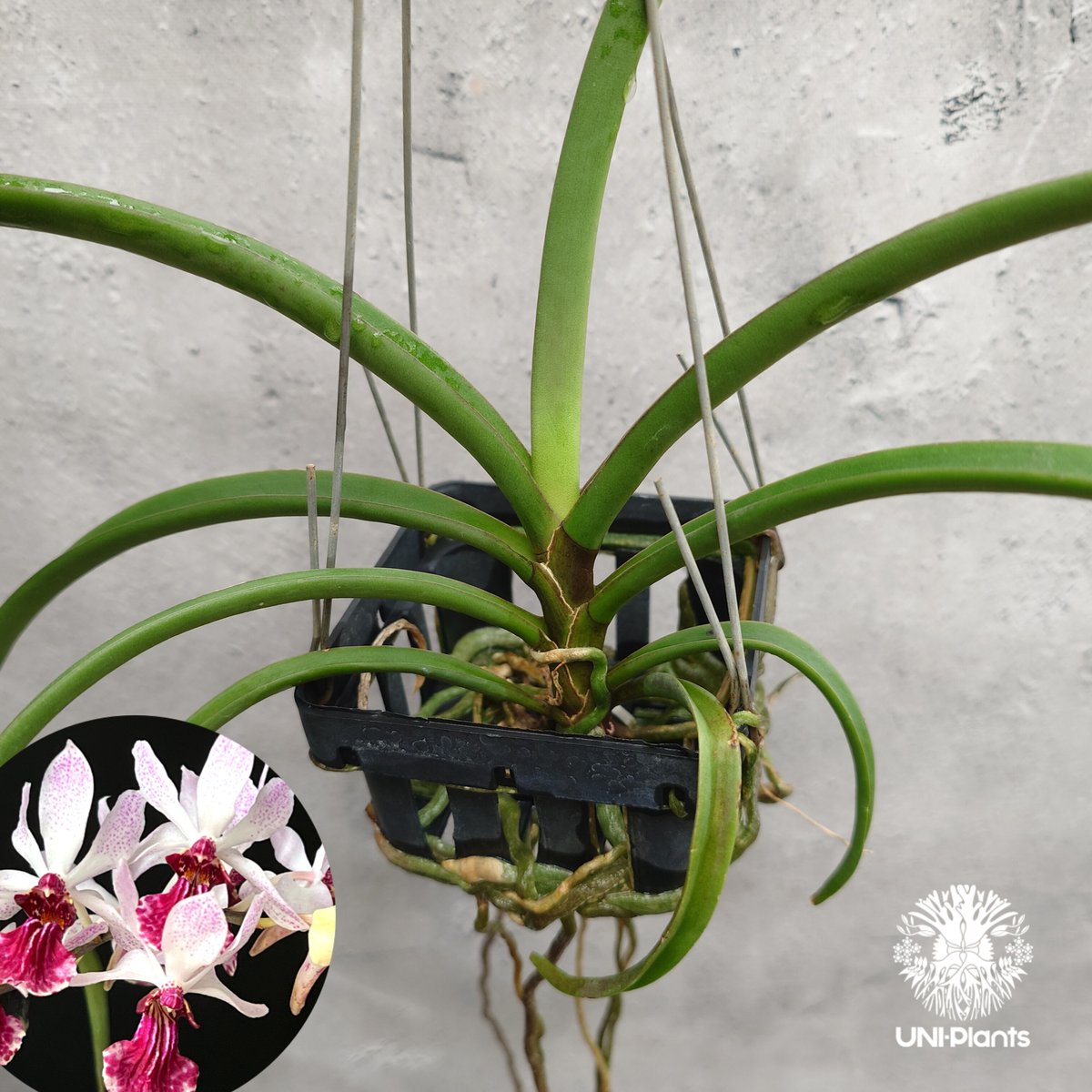 鉢植え 洋蘭原種 (036) 再入荷 Holcoglossum lingulatum