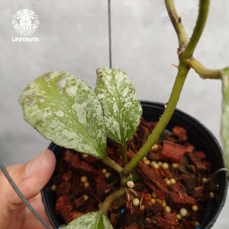 ホヤ ウェイマニアエ クラウディースカイ【現品・鉢タグ付・メルカリ便】サクララン ホヤ ウェイマニアエ クラウディースカイ【現品・鉢タグ付・メルカリ便