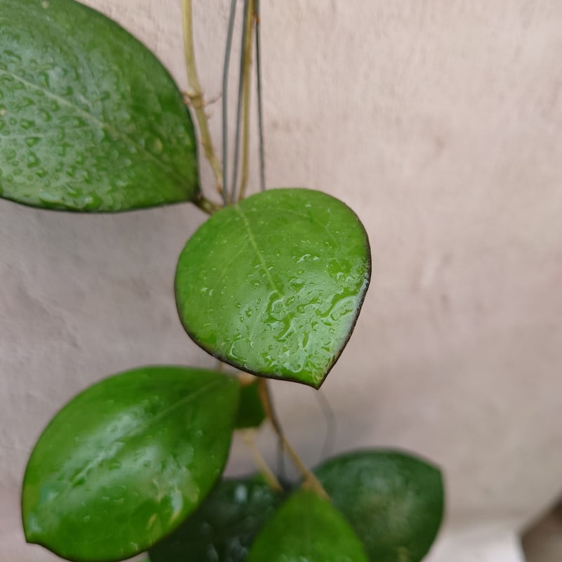 ホヤ cv.ナタリー Hoya cv. Nathalie ホヤ植物 植物 珍奇植物